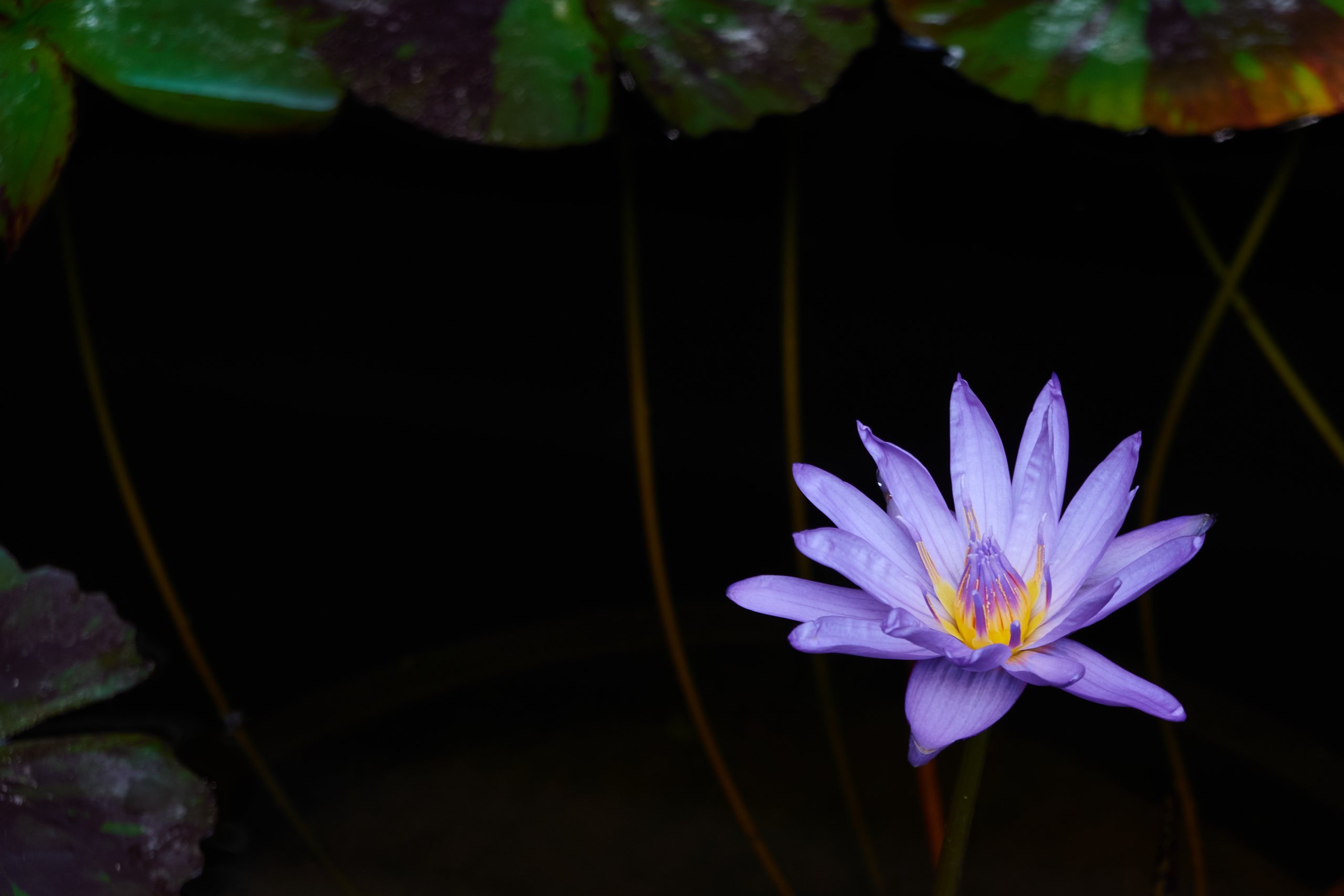 2022 08 22 Tournai 2768